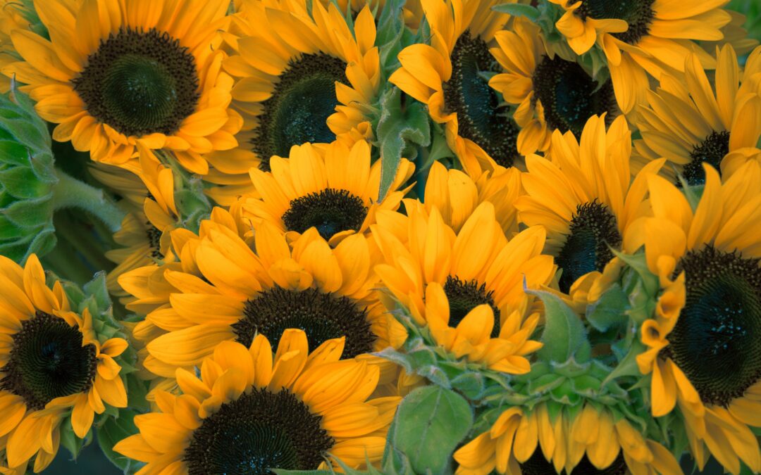 Sunflowers in South Knoxville