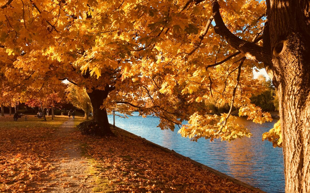 5 Spots for Fall Leaves in Knoxville!