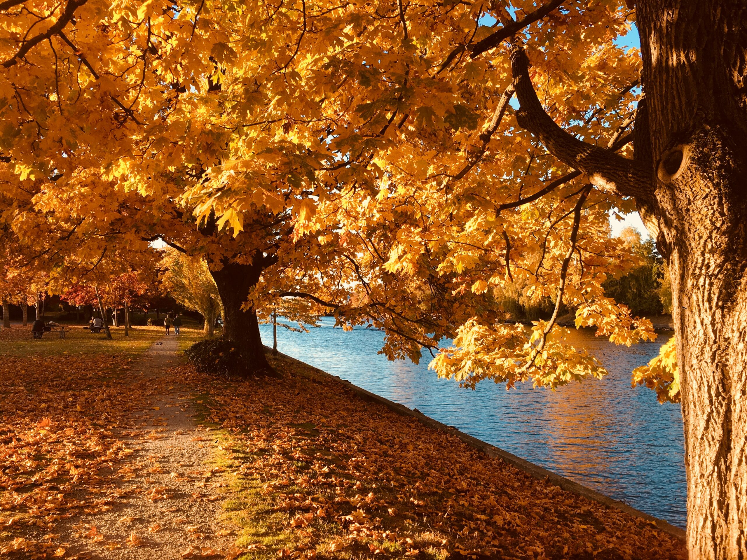 5 Spots for Fall Leaves in Knoxville!