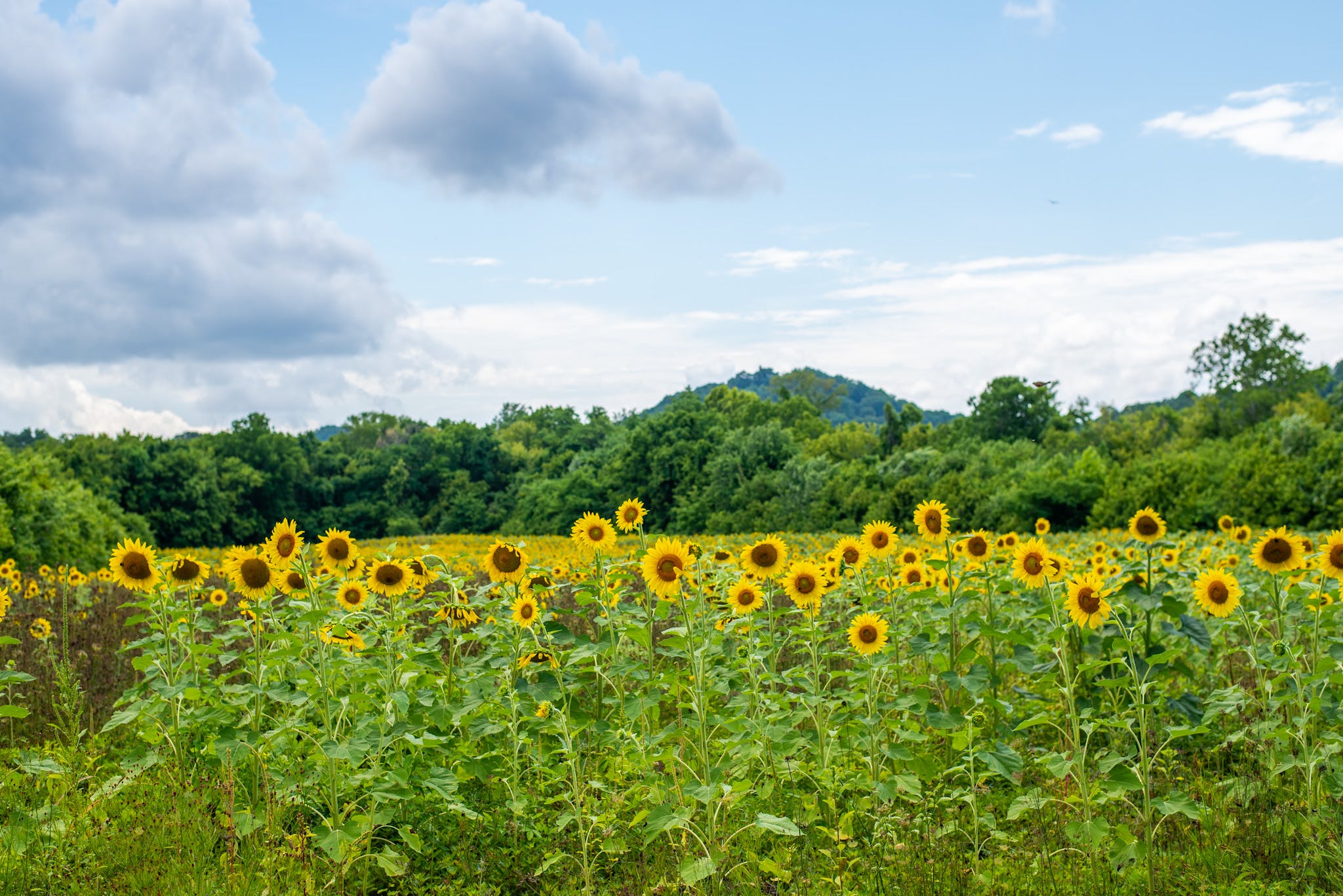 Knoxville Sunflower Festival New2Knox